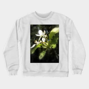 apple blossoms #4 Crewneck Sweatshirt